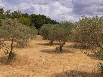 Terrain agricole à Cucuron - plusieurs parcelles possibles