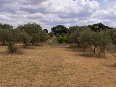 Terrain agricole à Cucuron - plusieurs parcelles possibles