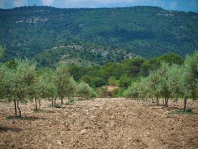 Terrain atypique au cœur des oliviers – Luberon