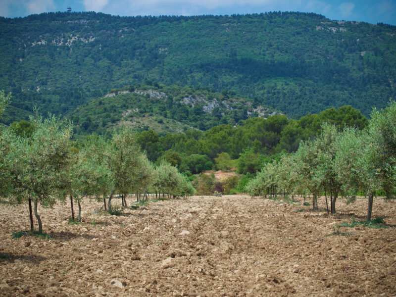 Terrain atypique au cœur des oliviers – Luberon