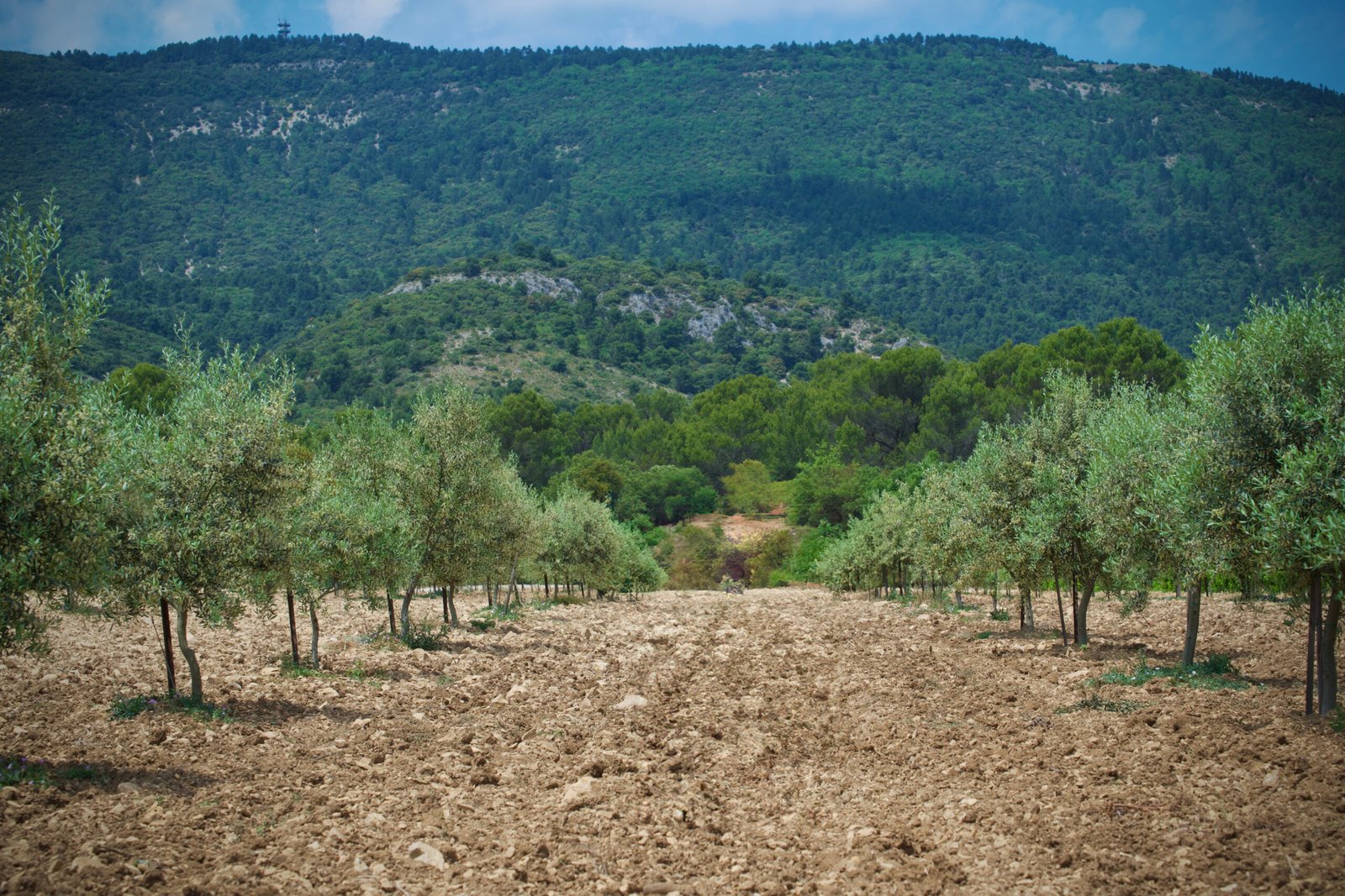 Terrain atypique au cœur des oliviers – Luberon
