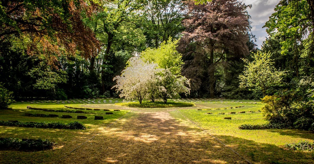 Beautiful garden with lush greenery and blooming trees under a sunny sky.