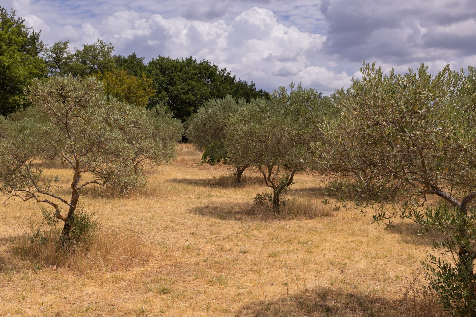 Terrain pour événements